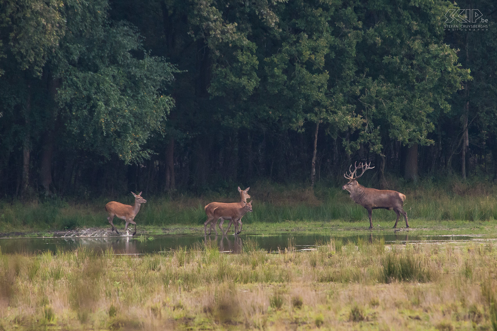 Red deer rut From mid-September to mid-October the deer rut takes place. At that time male red deer (Cervus elaphus) will have impressive antlers and they will grow a short neck mane. They start belling and fighting with other males to impress the hinds. I went several times to the Weerterbos in Nederweert (Netherlands) to photograph the red deer. Stefan Cruysberghs